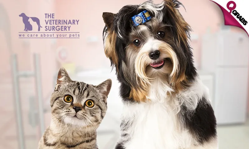 Grooming Services for Dogs & Cats!